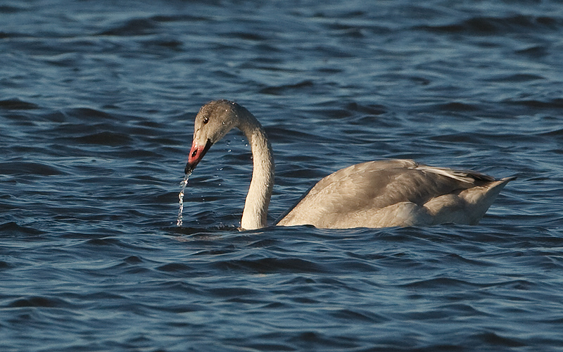 Cygnus bewickii Bewicks Swan Kleine Zwaan